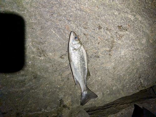 Lateolabrax latus