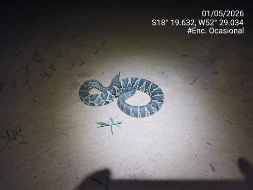 Neotropical Rattlesnake