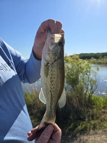 Micropterus nigricans