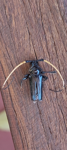 Ancylosternus morio