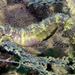 Observation photo