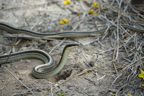 Texas Patch-nosed Snake