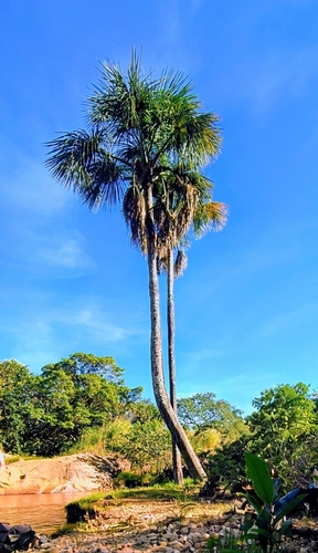 moriche palm