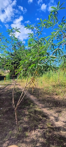 Cassava
