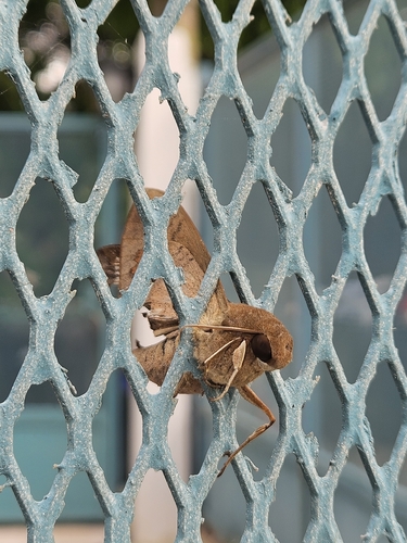 Lesser Ficus Sphinx
