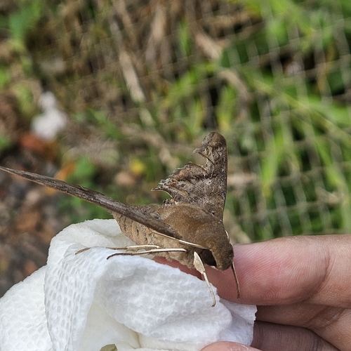 Lesser Ficus Sphinx