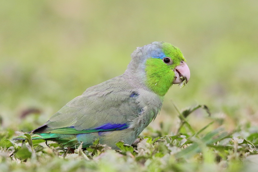 Pacific Parrotlet photo