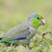 Pacific Parrotlet - Photo (c) Carlos N. G. Bocos, all rights reserved