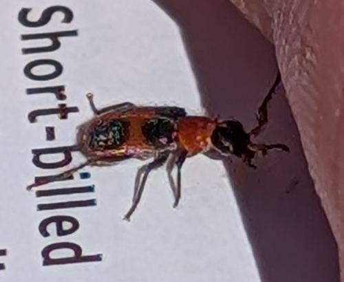 Four-spotted Collops