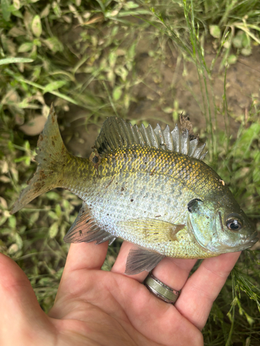 Lepomis macrochirus