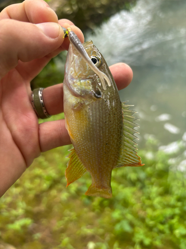 Lepomis cyanellus
