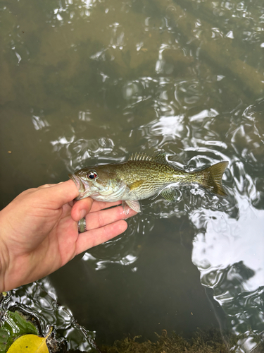 Micropterus cahabae