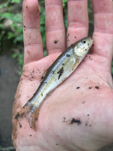 Semotilus atromaculatus