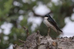 Tree Swallow