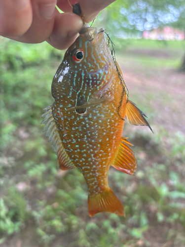 Lepomis solis