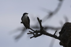 Tree Swallow