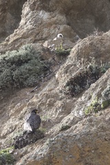 Peregrine Falcon