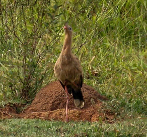 Red-legged Seriema