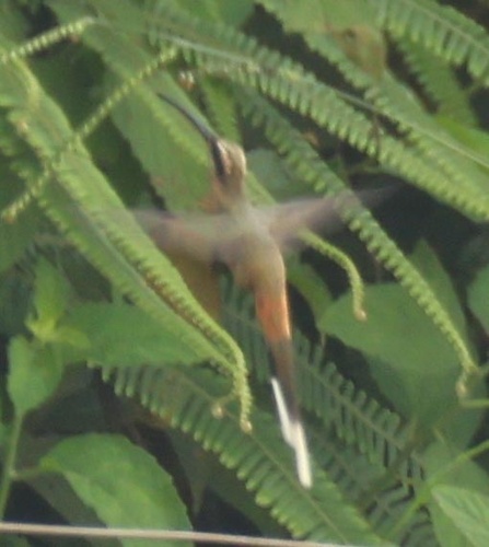 Planalto Hermit