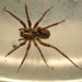 Groenland Wolf Spider - Photo (c) cheins1, all rights reserved, uploaded by cheins1