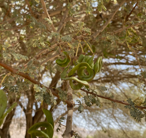 Vachellia tortilis raddiana