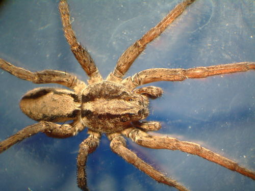 Drumming Sword Wolf Spider