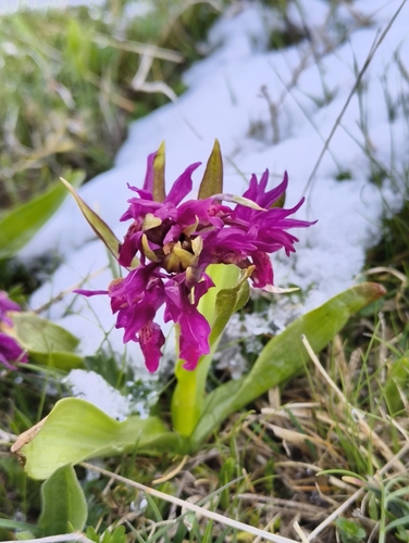 Elder-flowered Orchid