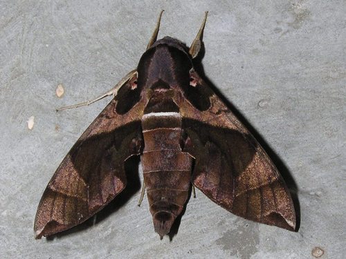 Daphnis layardii