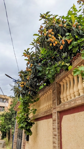 Loquat