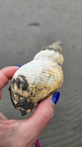 Buccinum undatum