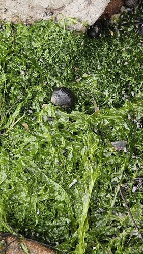 Littorina littorea