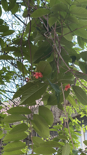 Wrightia arborea