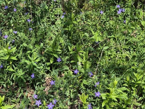 Herbaceous Periwinkle