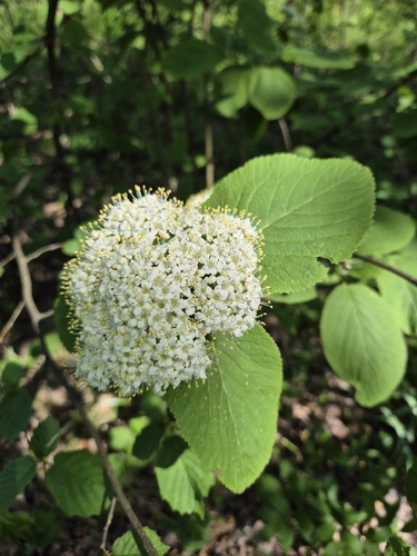 Wayfaring-tree