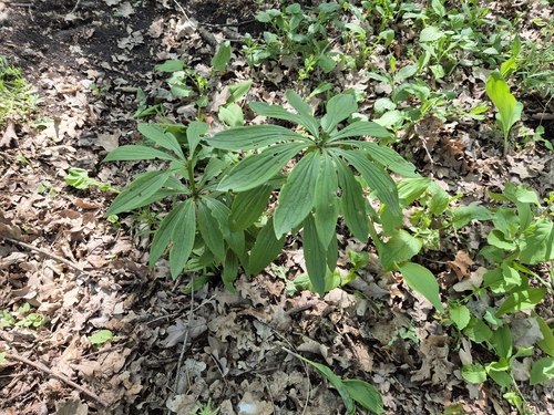Martagon Lily