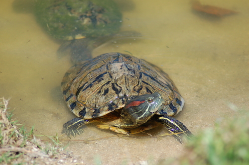 Trachemys scripta elegans