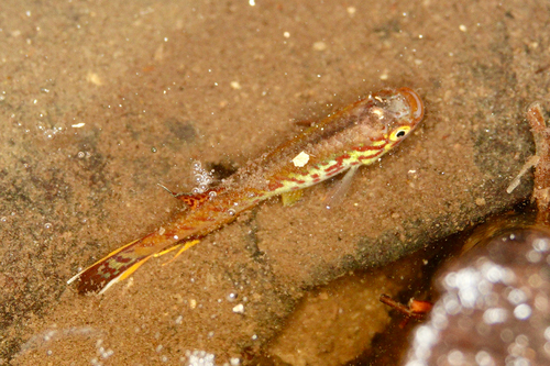 Lyretail Panchax