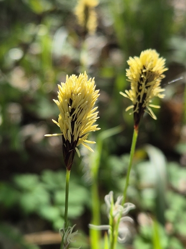 spring sedge