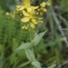 Hypericum perfoliatum - Photo (c) konstantinospatsakis, todos los derechos reservados, subido por konstantinospatsakis
