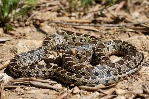 Horseshoe Whip Snake