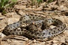 Horseshoe Whip Snake - Photo (c) Daniel Phillips, all rights reserved, uploaded by Daniel Phillips