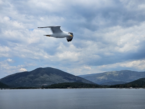 Yellow-legged Gull