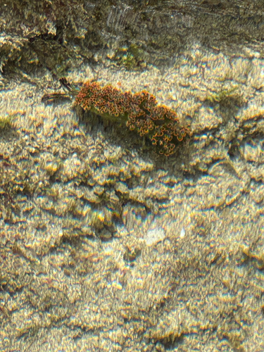 Elysia diomedea