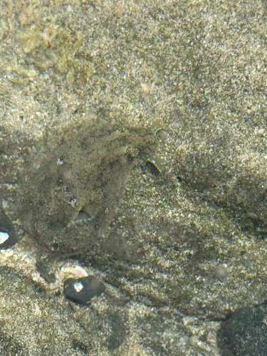 Dolabrifera nicaraguana