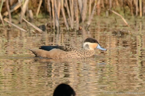 Blue-billed Teal