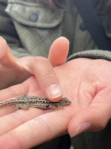 iNaturalist observation photo of Common Side-blotched Lizard