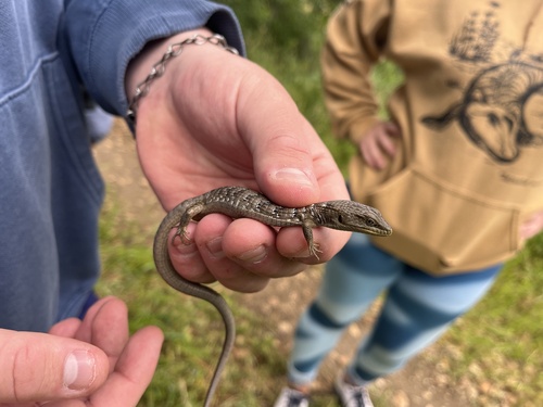 iNaturalist observation photo of Southern Alligator Lizard