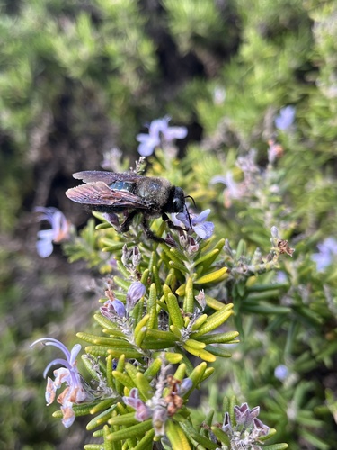 iNaturalist observation photo of Large Carpenter Bees