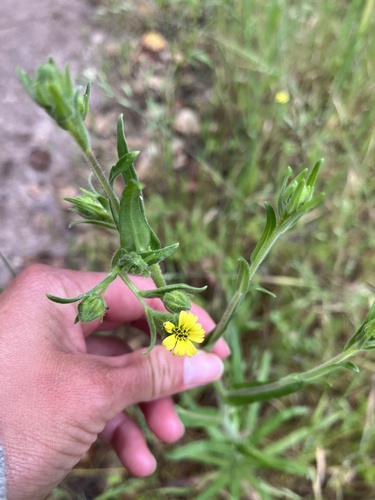iNaturalist observation photo of tarweeds
