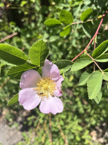 iNaturalist observation photo of California Wild Rose